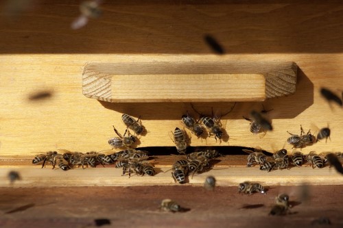 beekeeping-hive